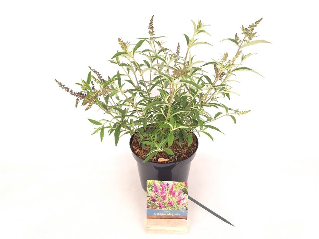 Syrenbuddleja d. &