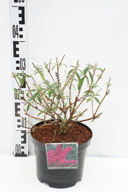 Buddleja d. &