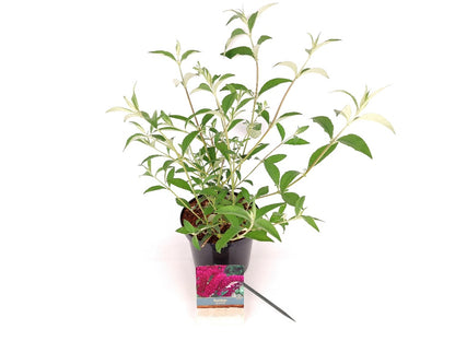 Buddleja d. &