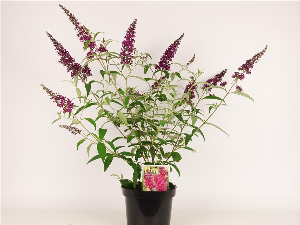 Buddleja d. &