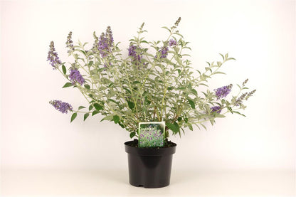 Buddleja &