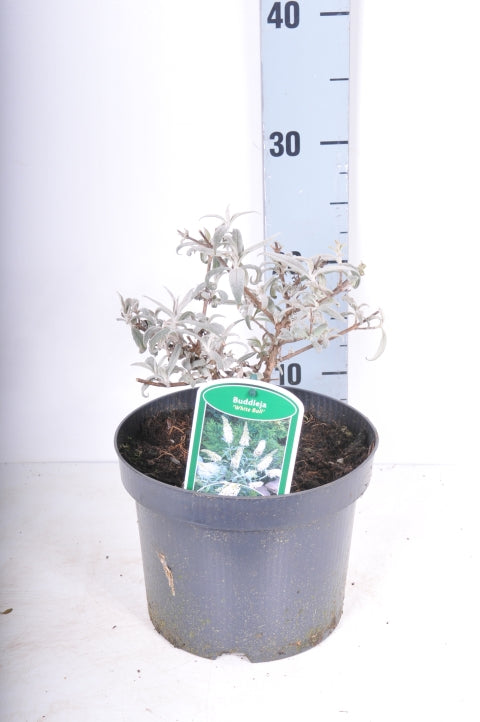 Buddleja d. &