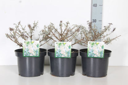 Buddleja d. &