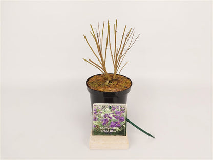 Caryopteris cl. &