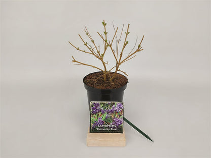 Caryopteris cl. &