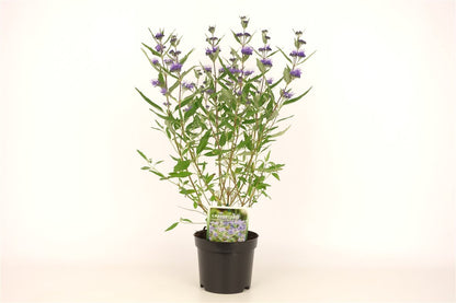 Caryopteris cl. &