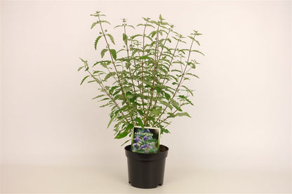 Caryopteris incana C1,5 (1,5 liters kruka) 20-30 cm