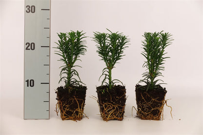 Cephalotaxus h. &