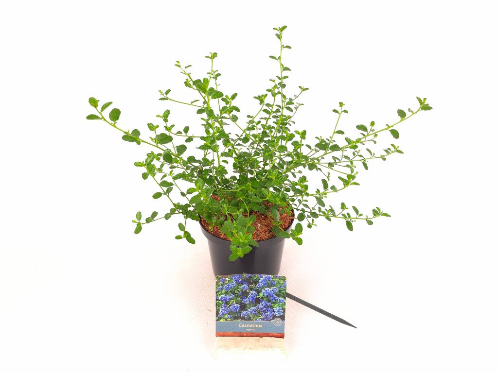 Ceanothus thyrs. repens C2 (2 liters kruka) 20-30 cm