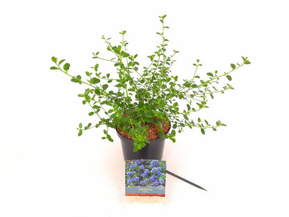 Ceanothus thyrs. repens C2 (2 liters kruka) 20-30 cm