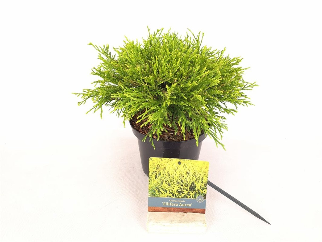Ädelcypress p. &