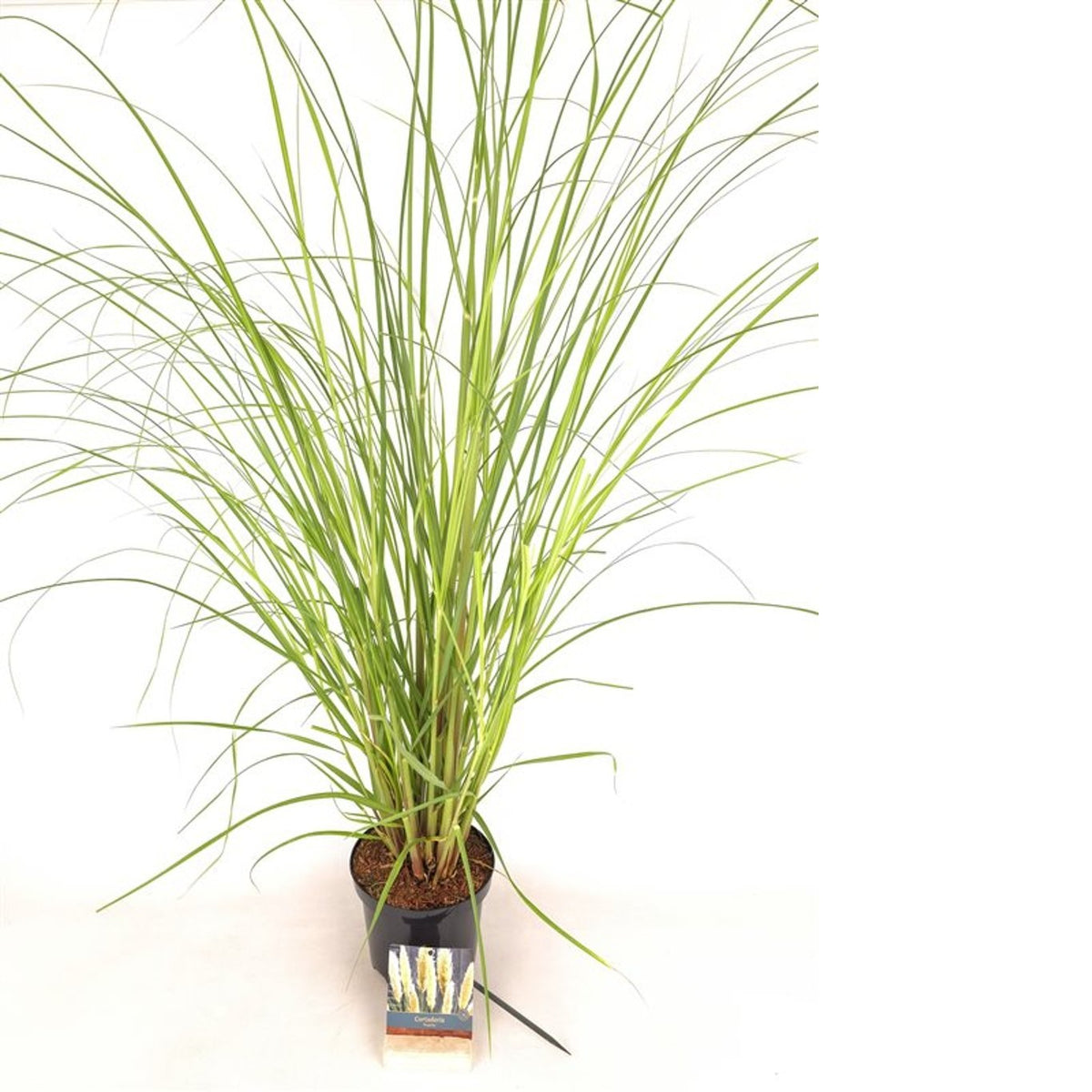 Cortaderia sell. &