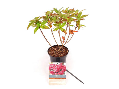Hydrangea pan. &