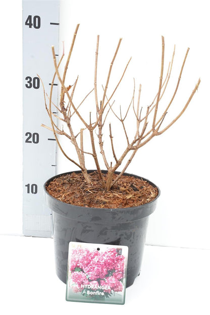 Vipphortensia Hydrangea paniculata &
