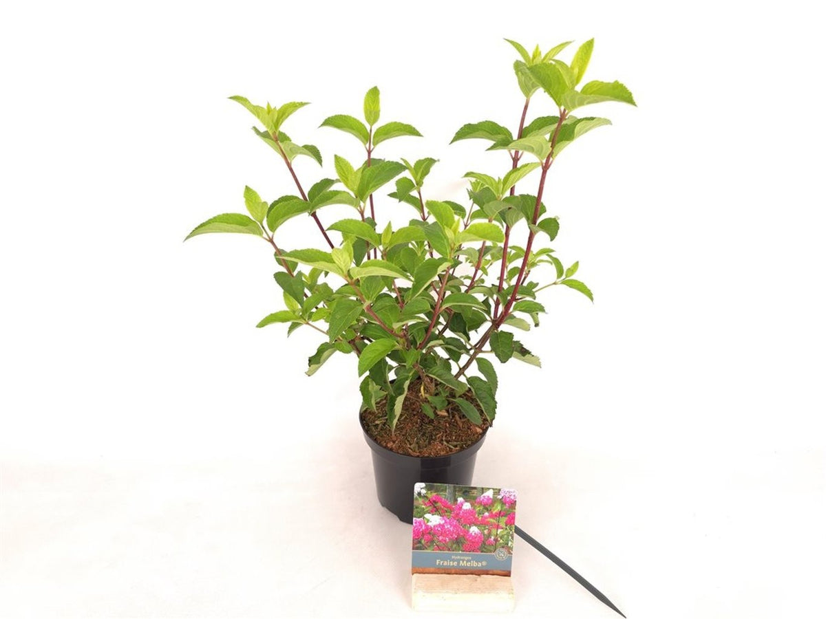 TW-2772622