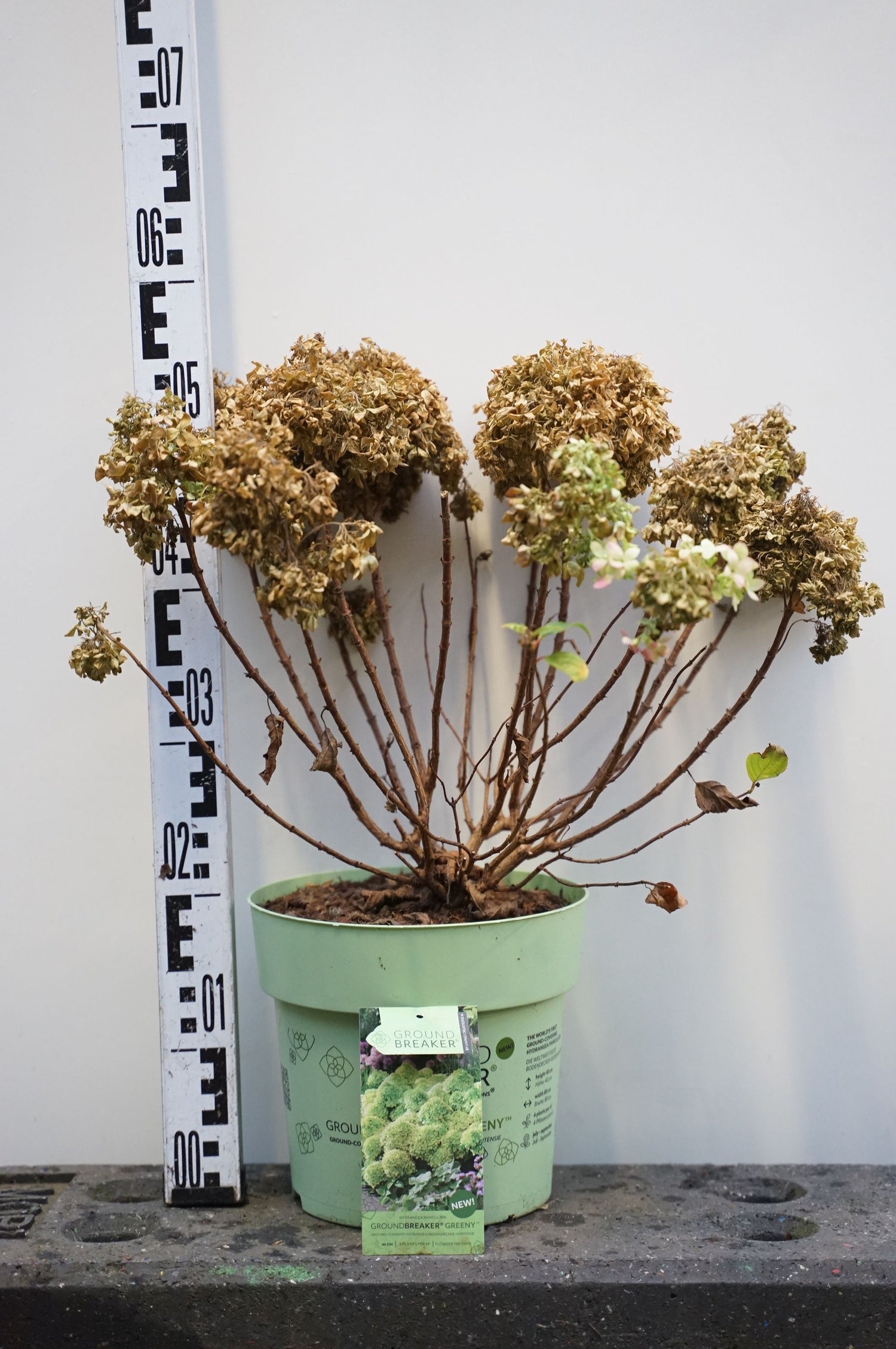 Hortensia pan. &
