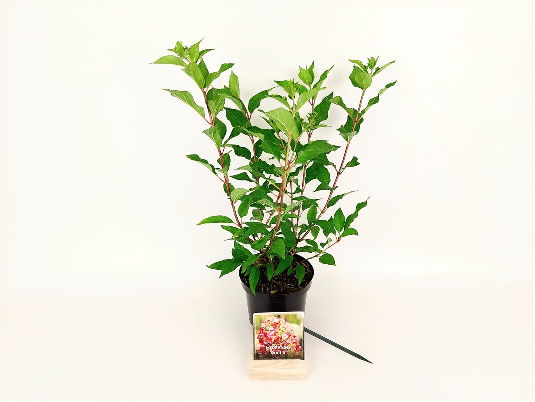 Hortensia pan. &