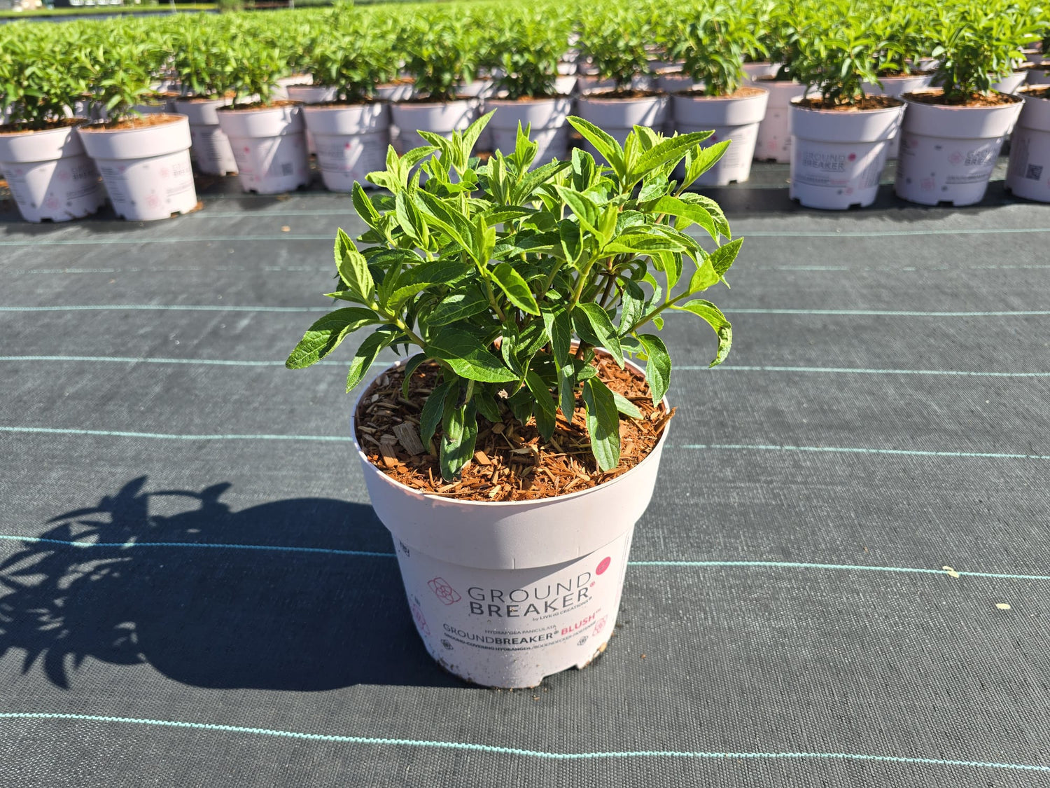 Hortensia pan. &