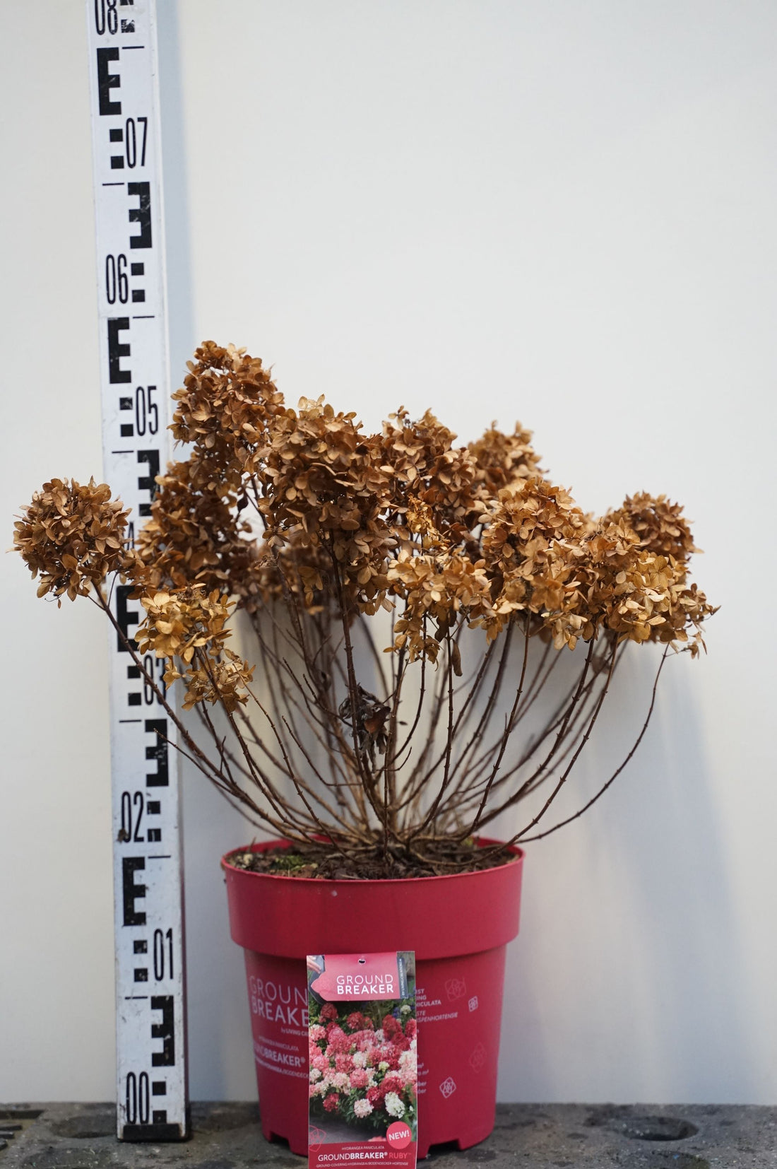 Hortensia pan. &