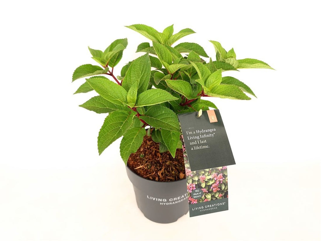 Hortensia pan. &