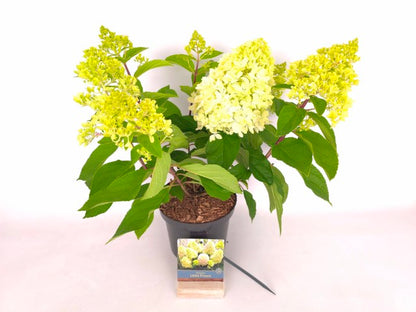 Hydrangea pan. &