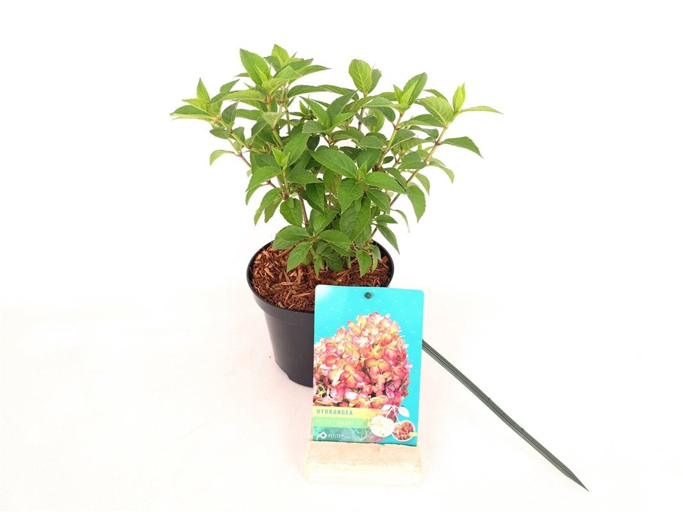 Hortensia pan. &