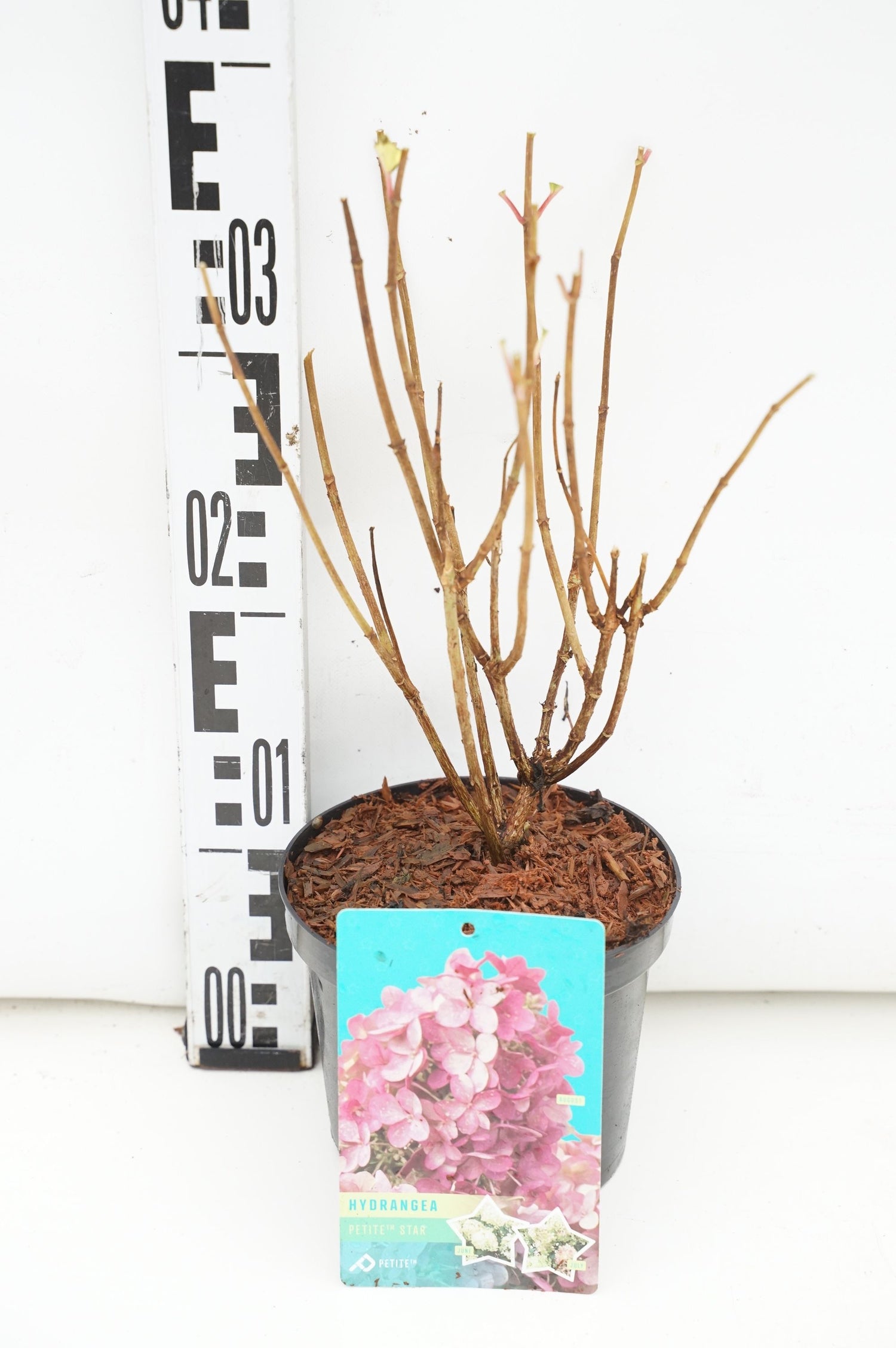 Hortensia pan. &