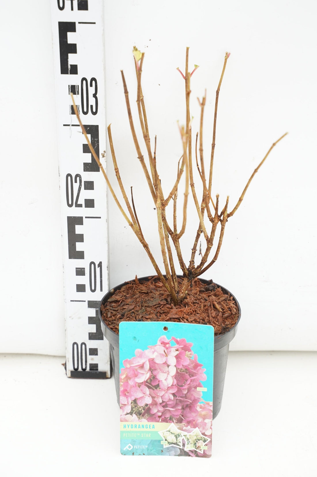 Hydrangea pan. &