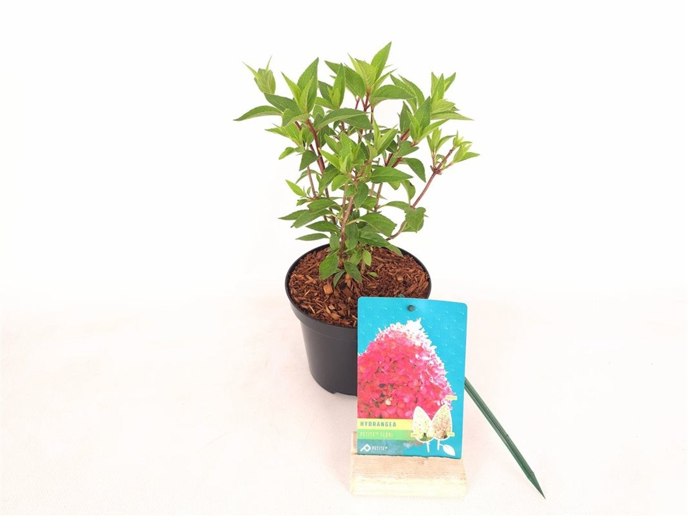 Hortensia pan. &