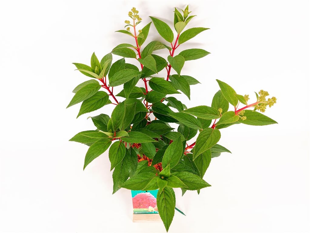 Hortensia pan. &