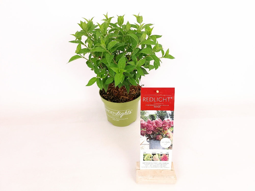 Hydrangea pan. &
