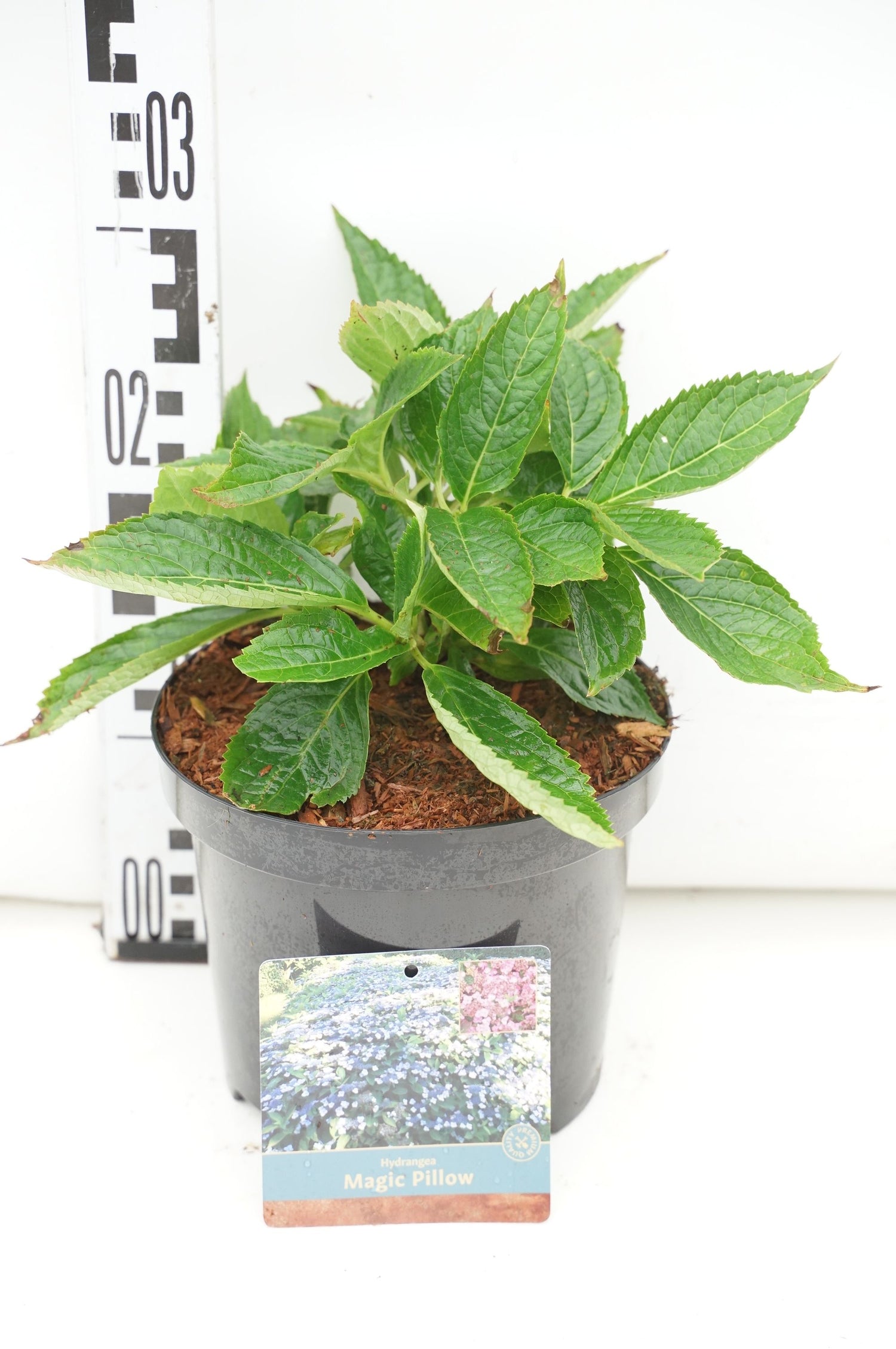 Hydrangea serr. &