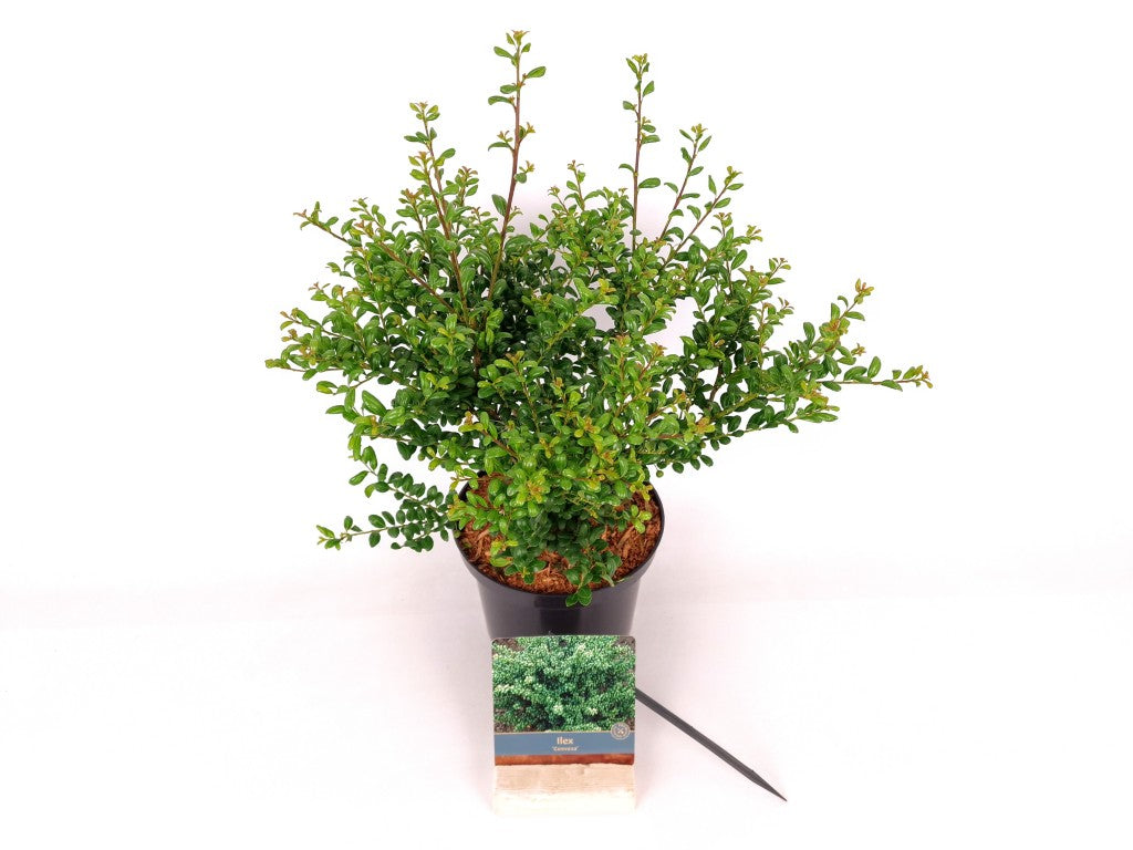 Ilex crenata &