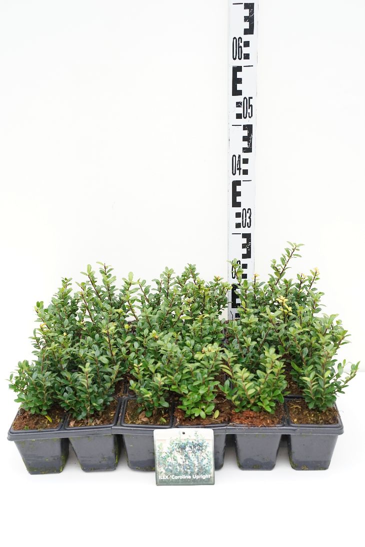 Ilex crenata &