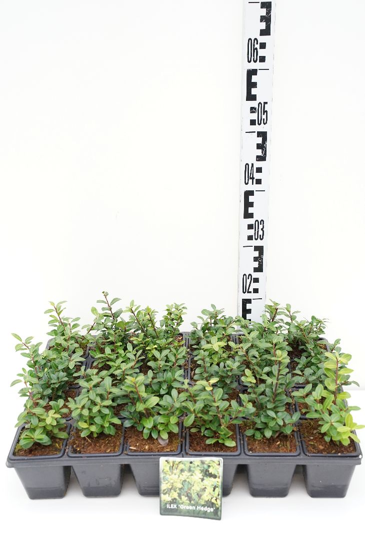 Ilex crenata &