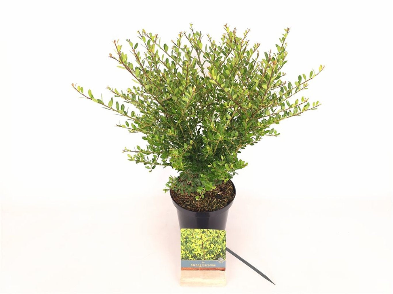 Ilex crenata &