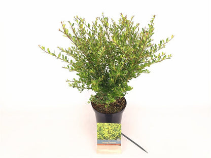 Ilex crenata &