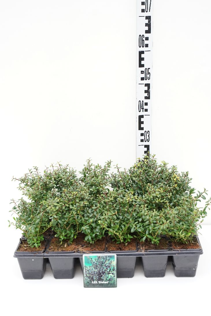 Ilex crenata &