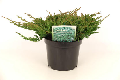 Juniperus horizontalis &