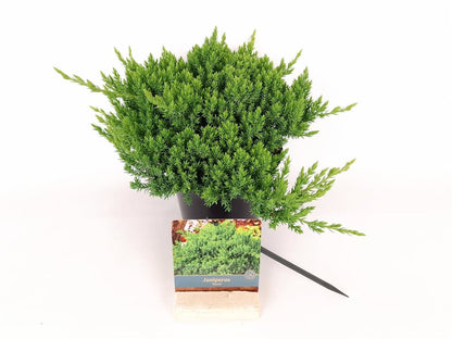 Juniperus proc. &