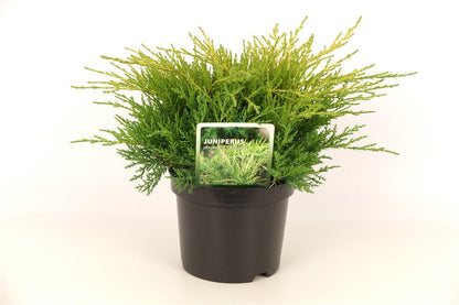 Juniperus pf. &