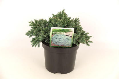 Juniperus squamata &