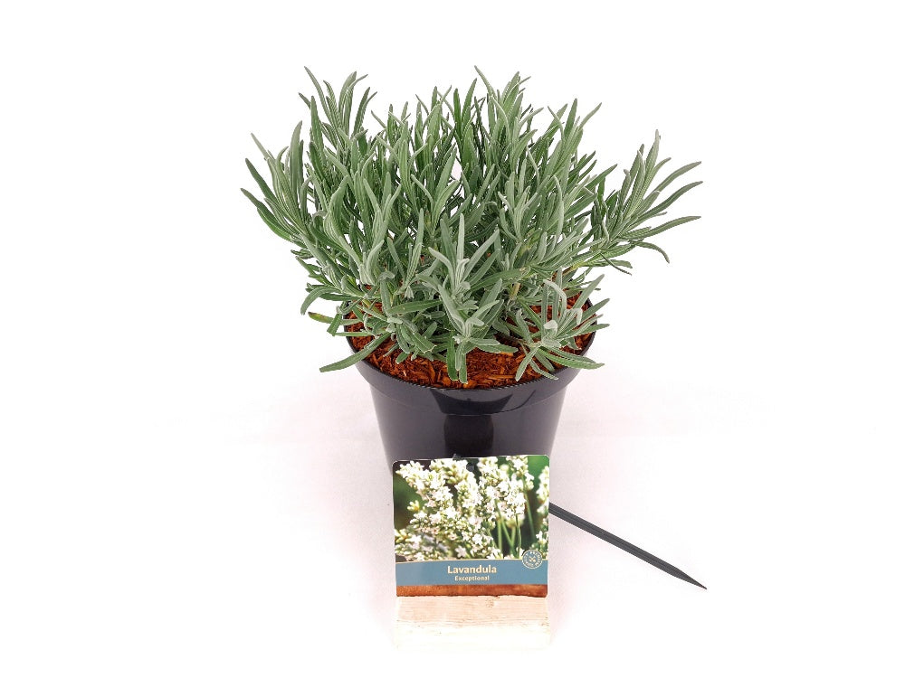 Lavandula int. &