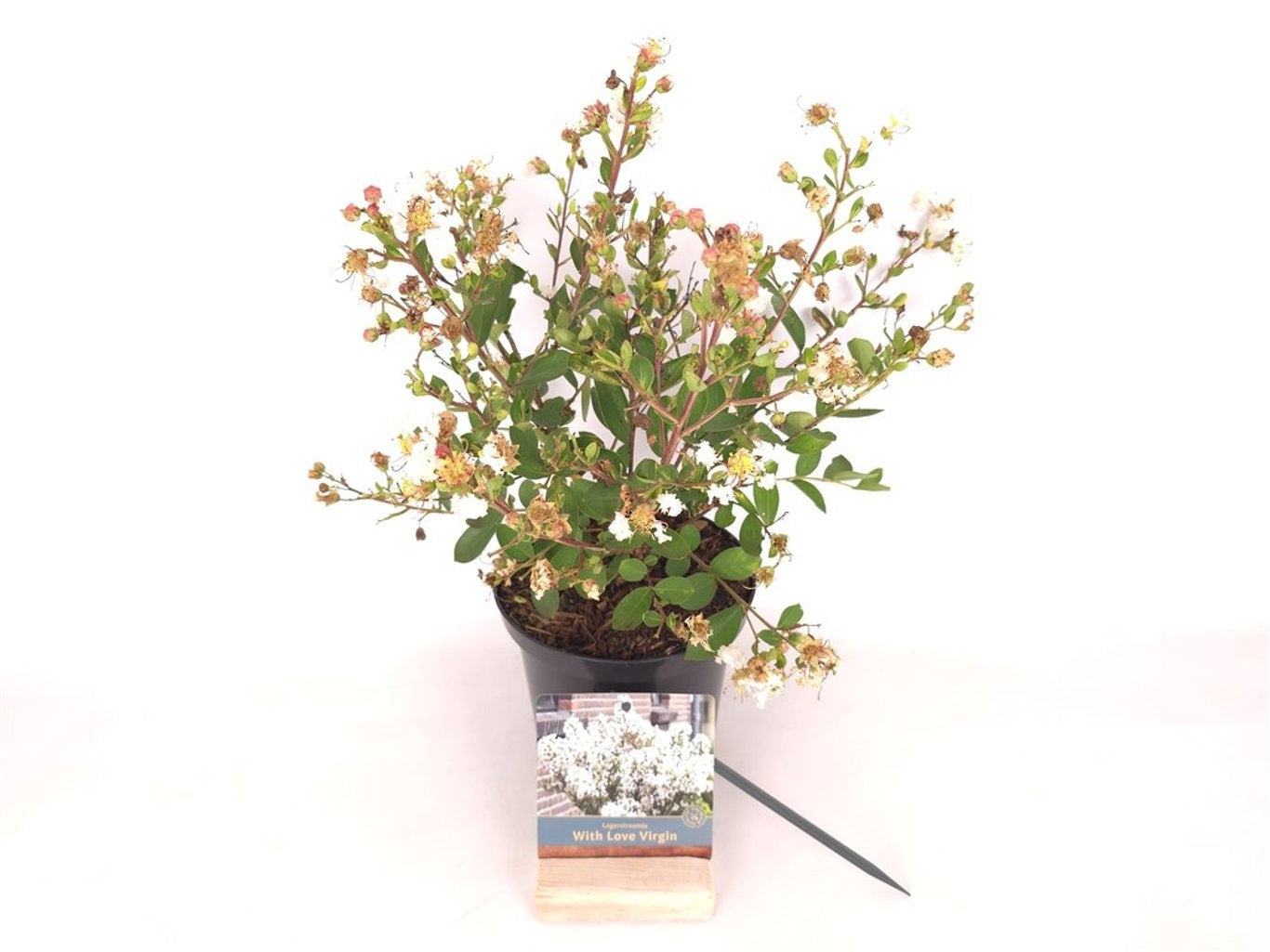 Lagerstroemia i. &