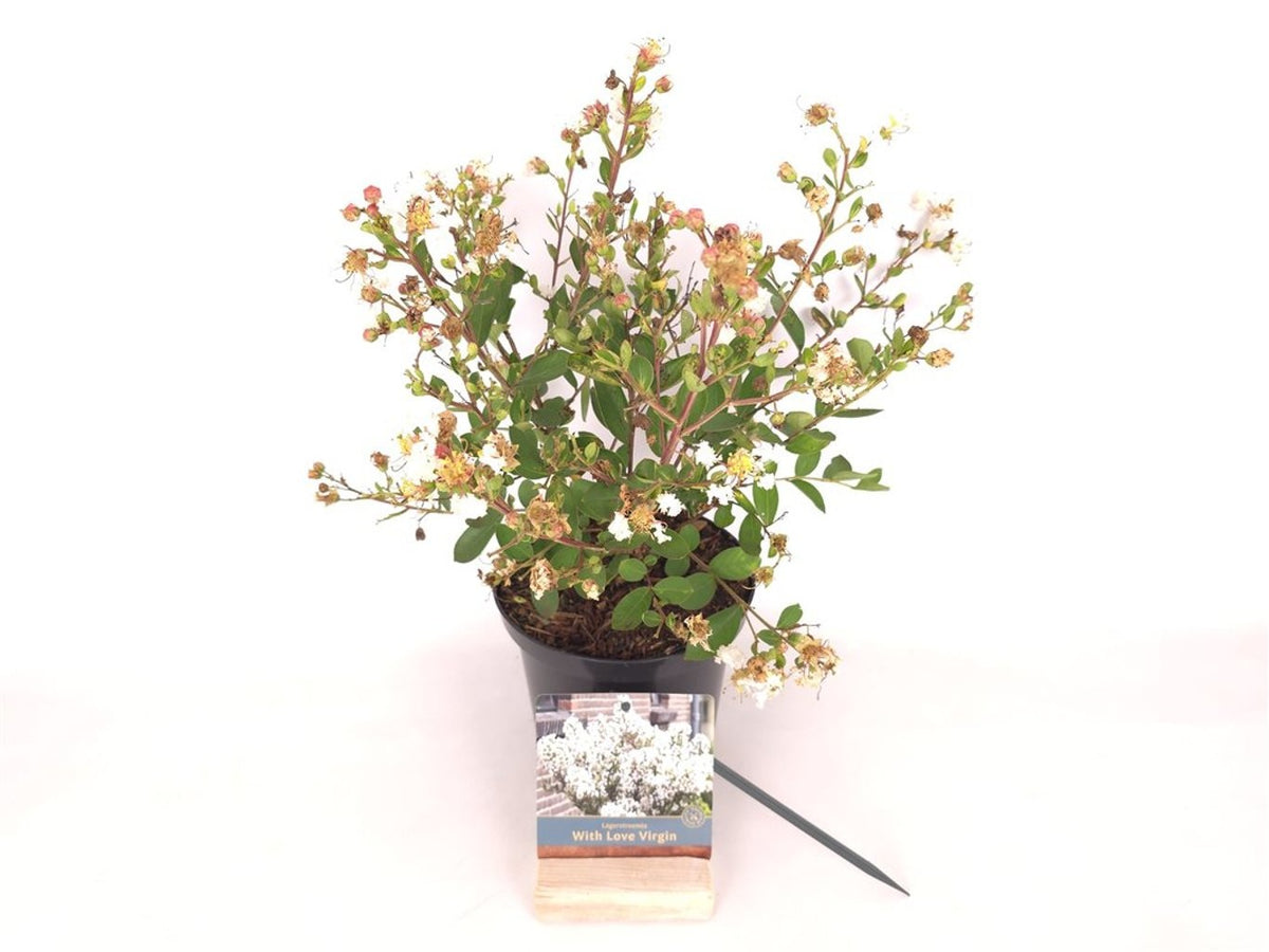 Lagerstroemia i. &