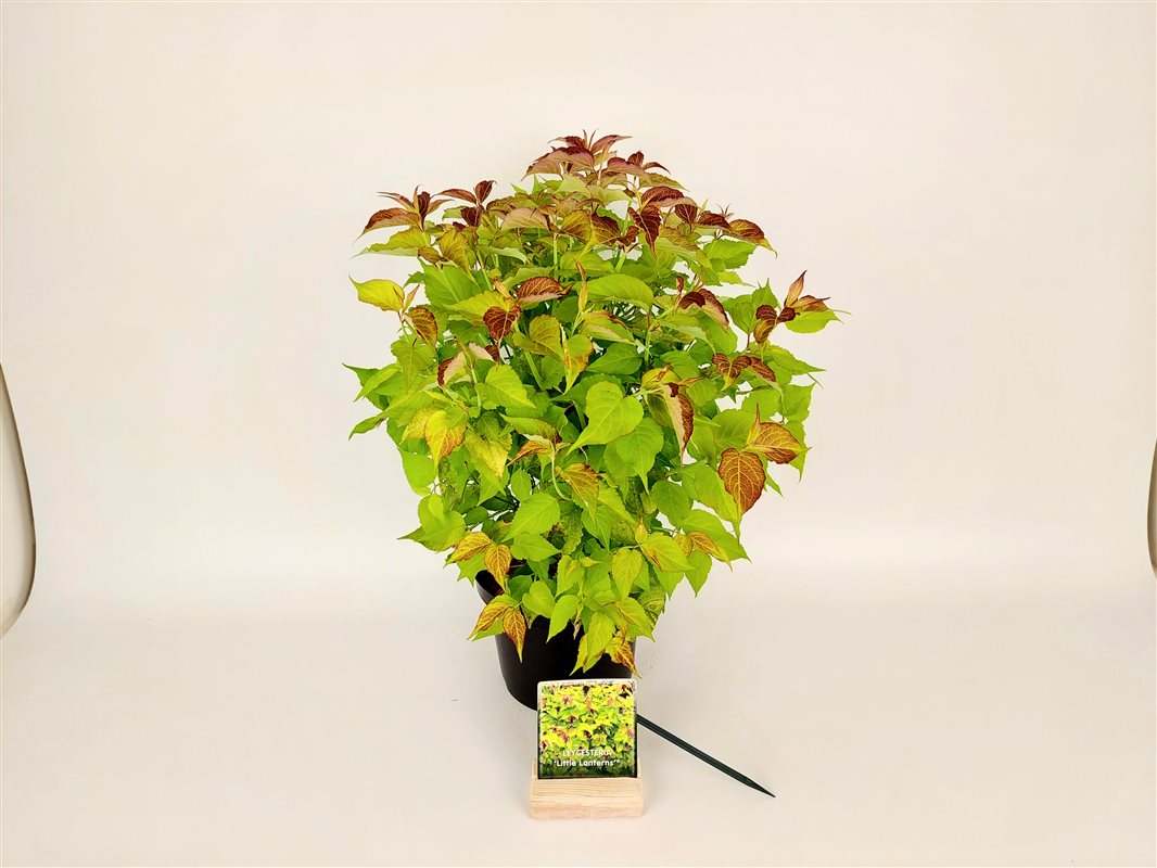 Leycesteria formosa &