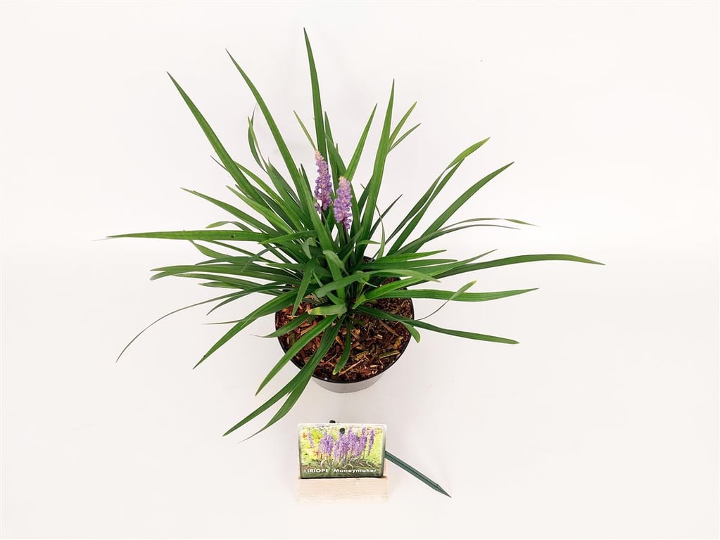Liriope musc. &