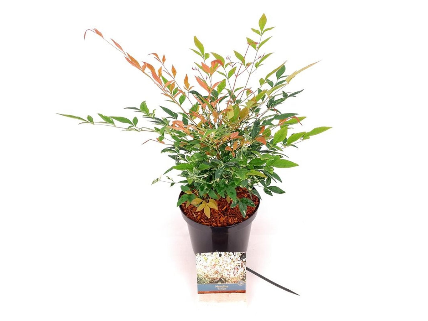 Nandina dom. &