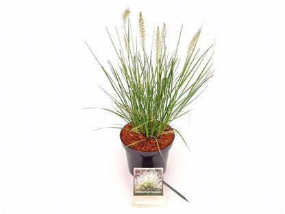 Pennisetum al. &