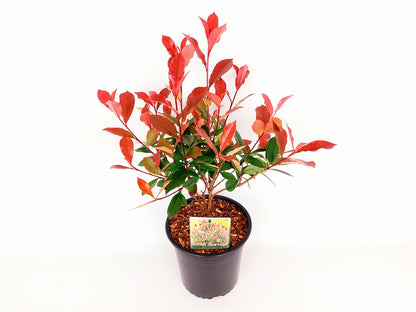 Photinia fraseri &